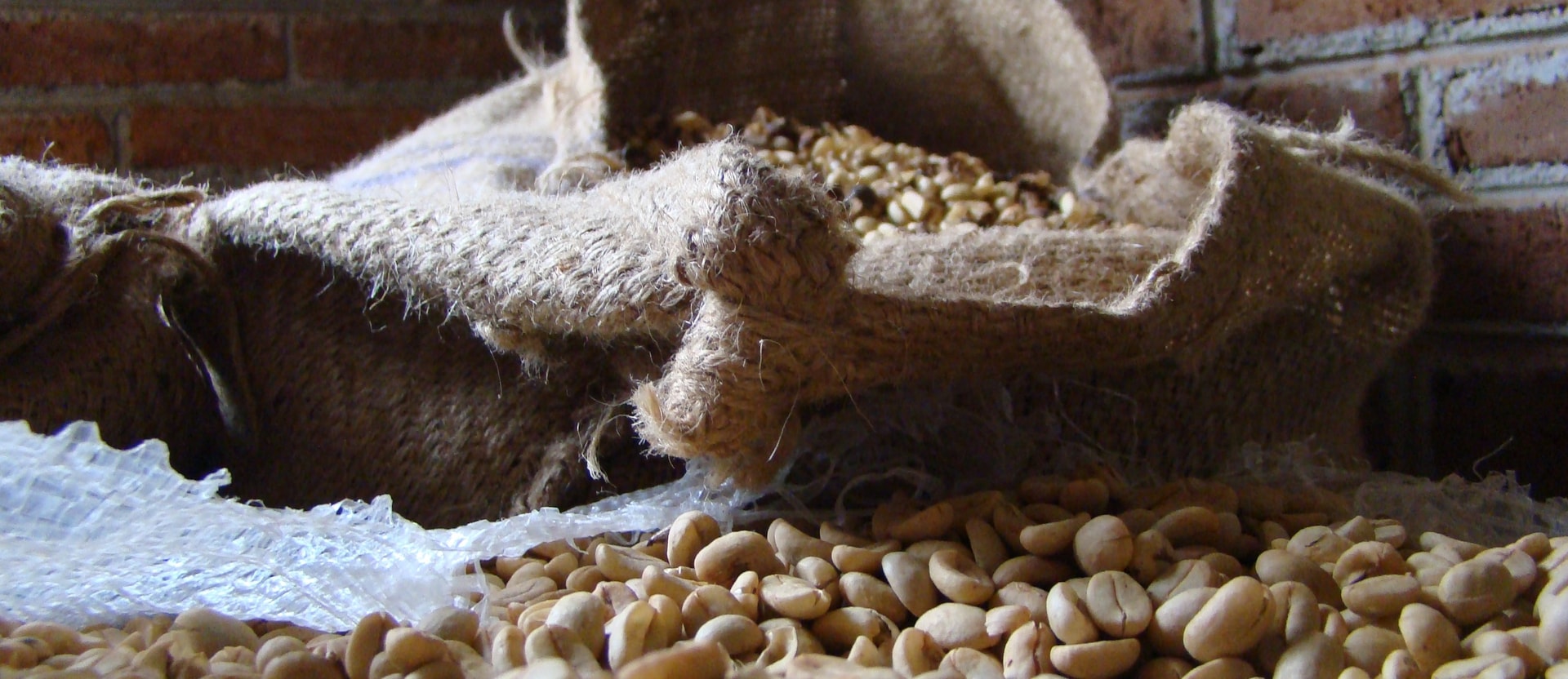 Granos de café procesados
